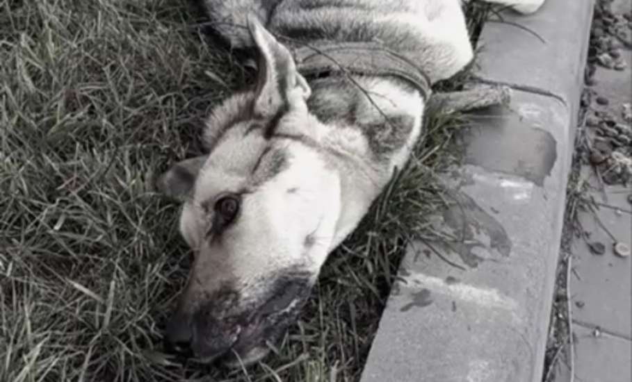 &laquo;Признаков жизни не было. Нику спасли чудом&raquo;. В Задонске нашли заморенную голодом собаку!