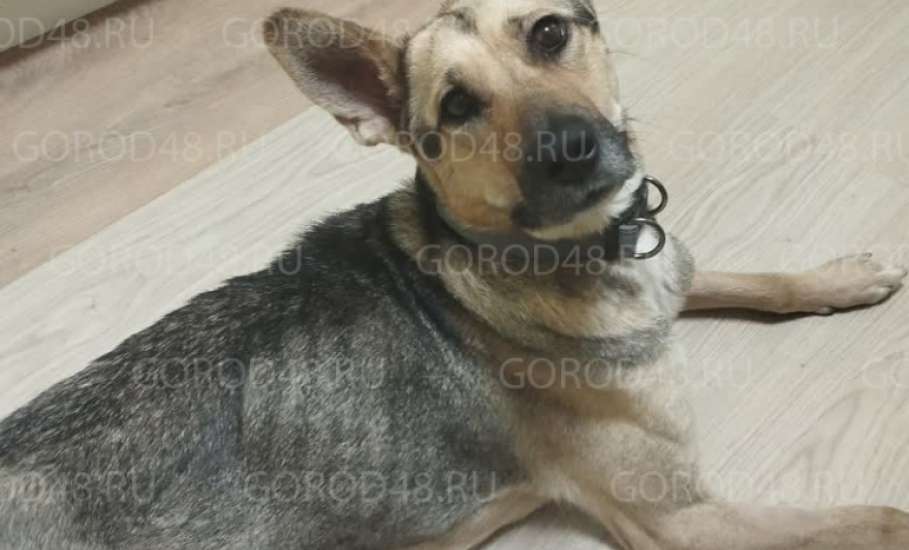 &laquo;Признаков жизни не было. Нику спасли чудом&raquo;. В Задонске нашли заморенную голодом собаку!