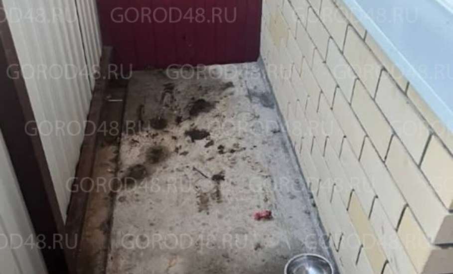 &laquo;Признаков жизни не было. Нику спасли чудом&raquo;. В Задонске нашли заморенную голодом собаку!