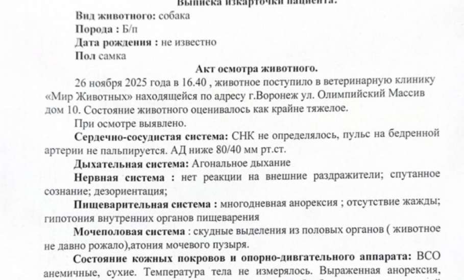 &laquo;Признаков жизни не было. Нику спасли чудом&raquo;. В Задонске нашли заморенную голодом собаку!