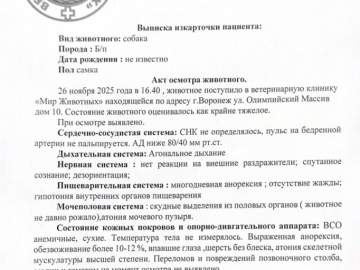 &laquo;Признаков жизни не было. Нику спасли чудом&raquo;. В Задонске нашли заморенную голодом собаку!