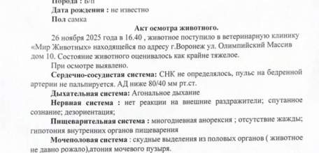 &laquo;Признаков жизни не было. Нику спасли чудом&raquo;. В Задонске нашли заморенную голодом собаку!