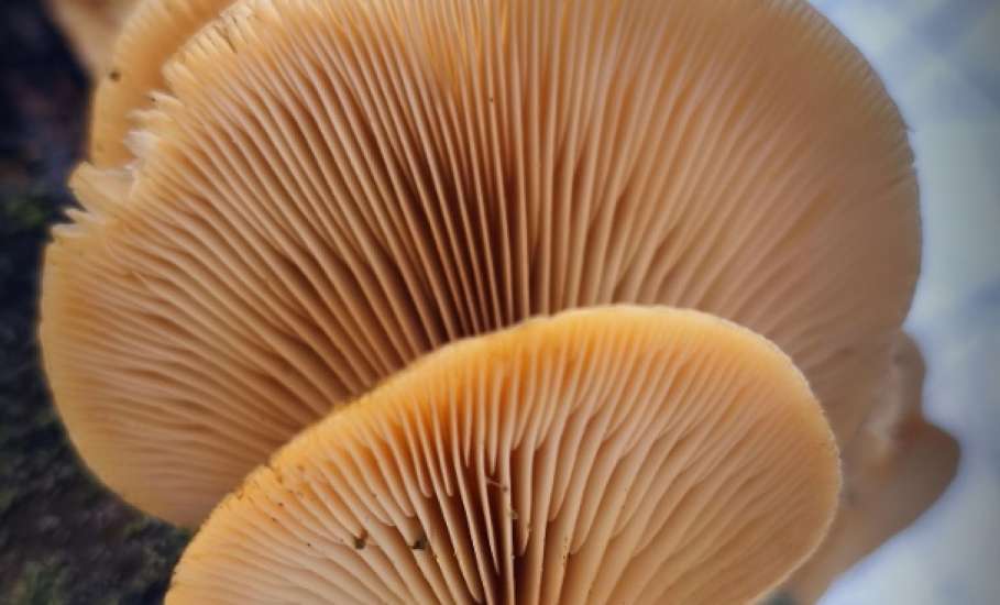 В Липецкой области грибы стали расти в лесу зимой на деревьях!