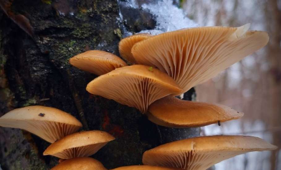 В Липецкой области грибы стали расти в лесу зимой на деревьях!