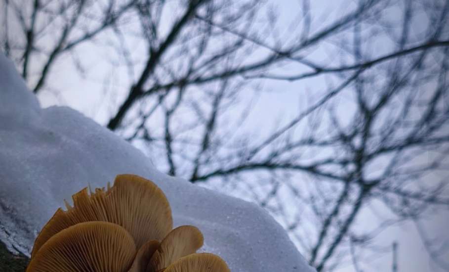 В Липецкой области грибы стали расти в лесу зимой на деревьях!