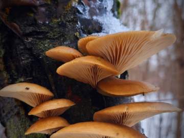 В Липецкой области грибы стали расти в лесу зимой на деревьях!