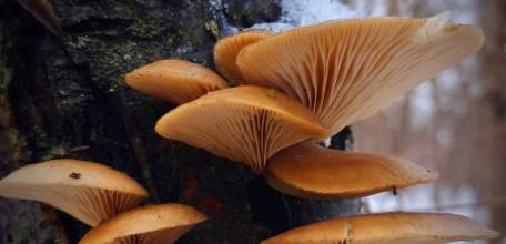 В Липецкой области грибы стали расти в лесу зимой на деревьях!