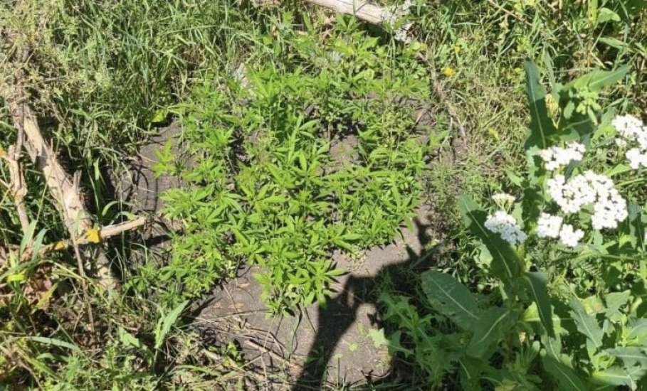 Ельчанин вырастил 31 куст конопли!