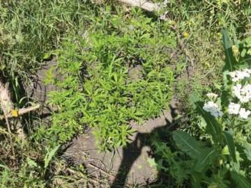 Ельчанин вырастил 31 куст конопли!