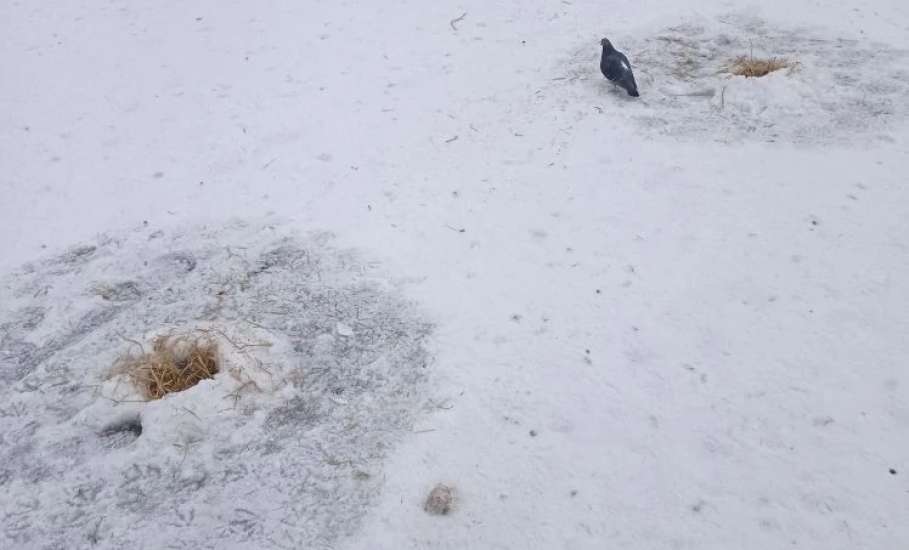 Зачем в Петровском парке в пруду делают лунки и закладывают в них солому?