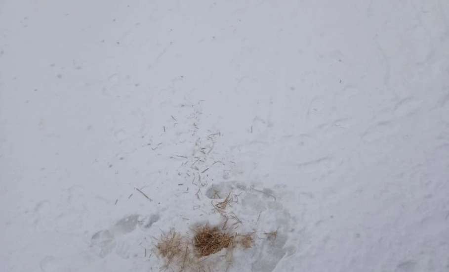 Зачем в Петровском парке в пруду делают лунки и закладывают в них солому?