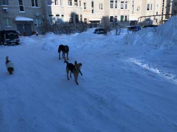 В Липецке заместитель начальника городского управления смотрителя подозревается в получении взяток от индивидуального предпринимателя