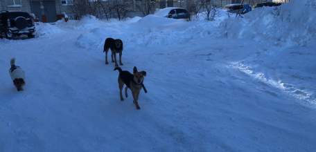 В Липецке заместитель начальника городского управления смотрителя подозревается в получении взяток от индивидуального предпринимателя