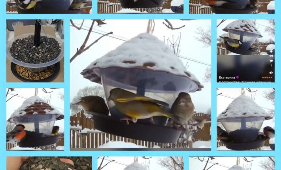 Подведены итоги конкурса фотографий &laquo;Пернатые гости кормушек&raquo;, который проходил в Ельце