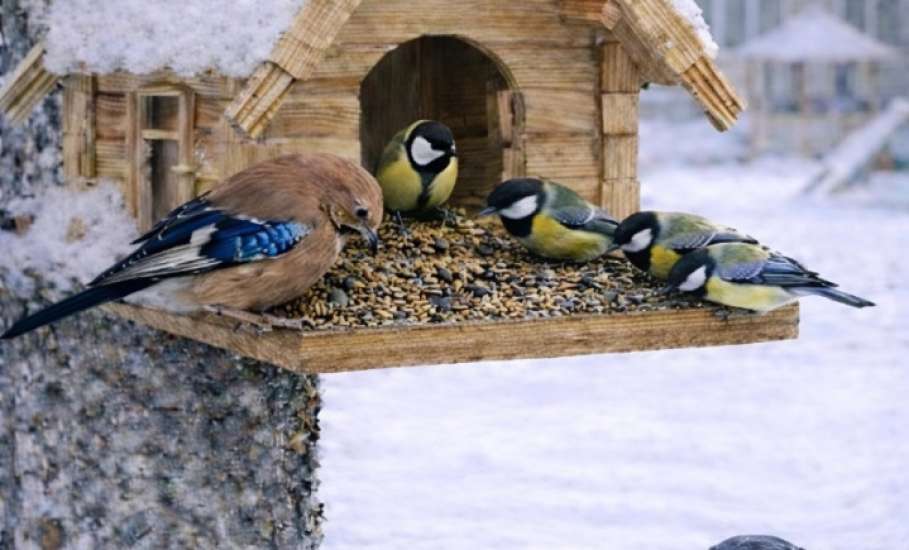Подведены итоги конкурса фотографий &laquo;Пернатые гости кормушек&raquo;, который проходил в Ельце