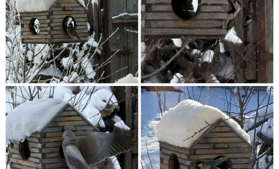 Подведены итоги конкурса фотографий &laquo;Пернатые гости кормушек&raquo;, который проходил в Ельце