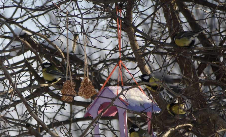 Подведены итоги конкурса фотографий &laquo;Пернатые гости кормушек&raquo;, который проходил в Ельце
