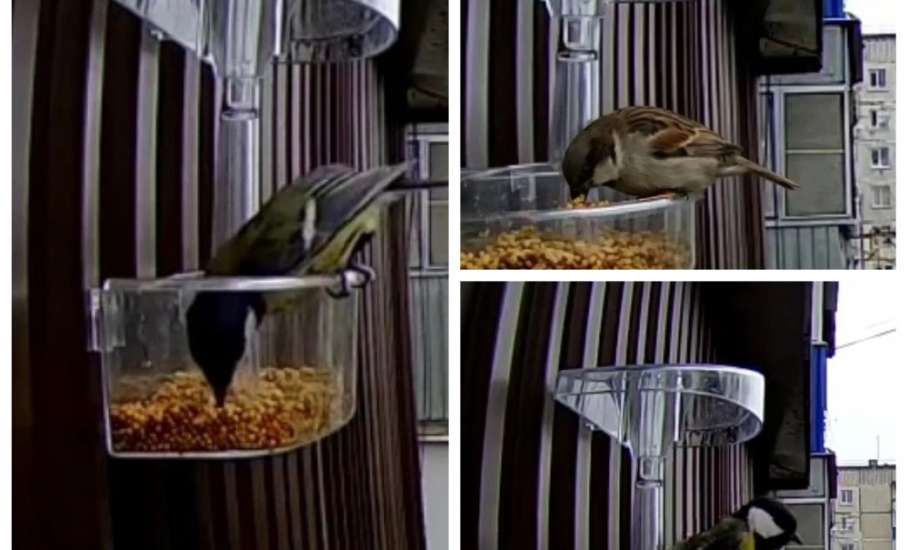 Подведены итоги конкурса фотографий &laquo;Пернатые гости кормушек&raquo;, который проходил в Ельце