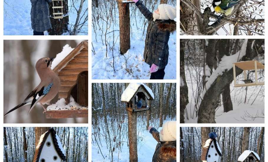 Подведены итоги конкурса фотографий &laquo;Пернатые гости кормушек&raquo;, который проходил в Ельце
