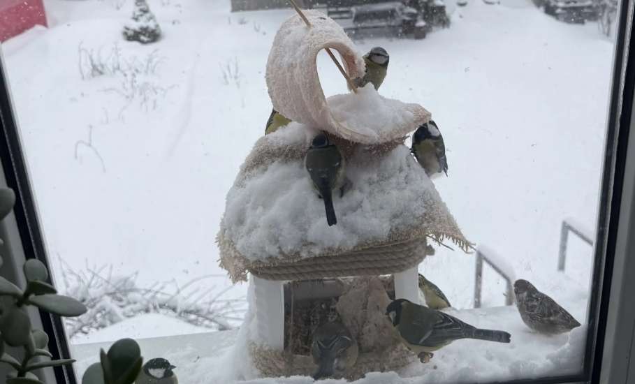 Подведены итоги конкурса фотографий &laquo;Пернатые гости кормушек&raquo;, который проходил в Ельце