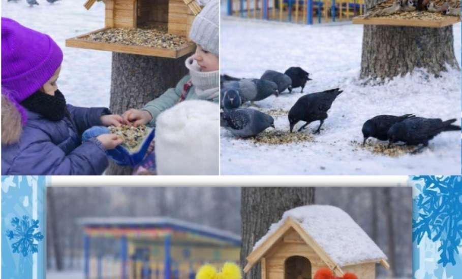 Подведены итоги конкурса фотографий &laquo;Пернатые гости кормушек&raquo;, который проходил в Ельце