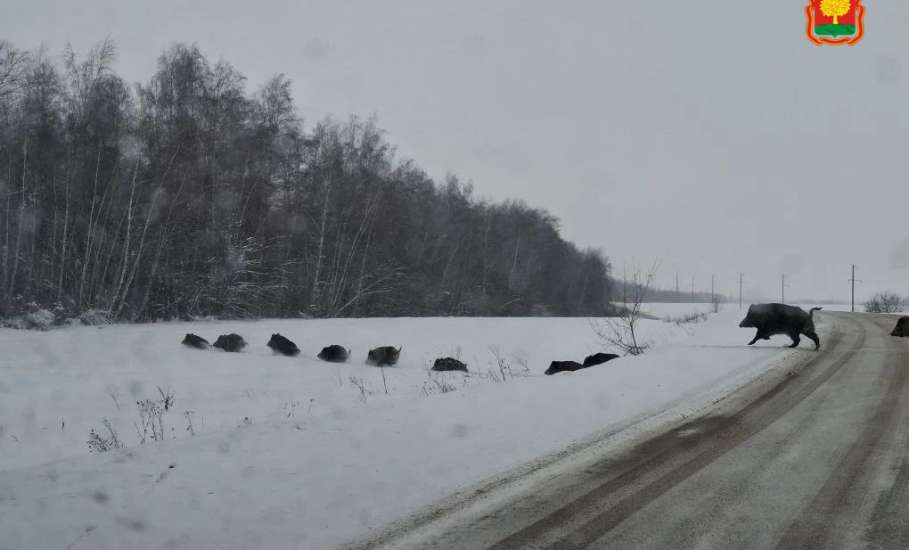 Многодетная семья кабанов попала в объектив липецких охотоведов