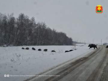 Многодетная семья кабанов попала в объектив липецких охотоведов