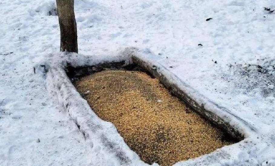 Служба доставки крапивных веников и зерна есть в Липецкой области