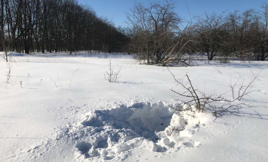 Фотогалерея зимней природы в пригороде Ельца