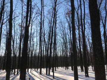 Фотогалерея зимней природы в пригороде Ельца