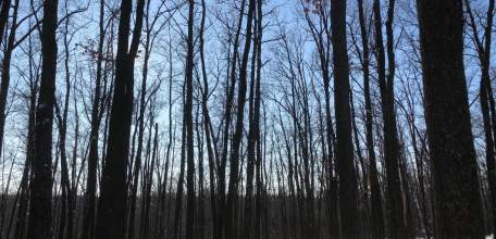 Фотогалерея зимней природы в пригороде Ельца