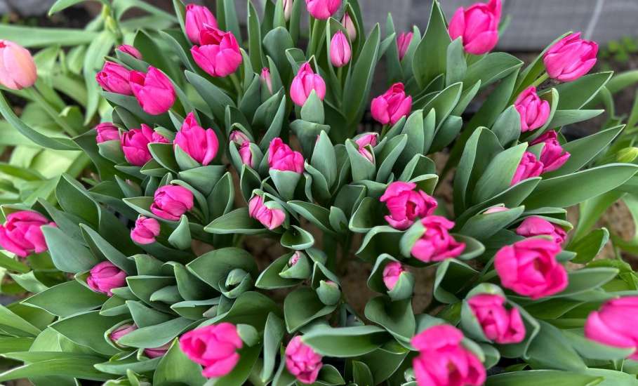 К 8 Марта в липецком &laquo;Зеленхозе&raquo; вырастили новинки &ndash; плюс 6 сортов тюльпанов