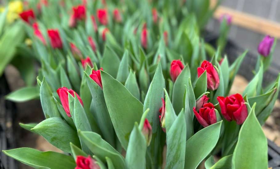 К 8 Марта в липецком &laquo;Зеленхозе&raquo; вырастили новинки &ndash; плюс 6 сортов тюльпанов