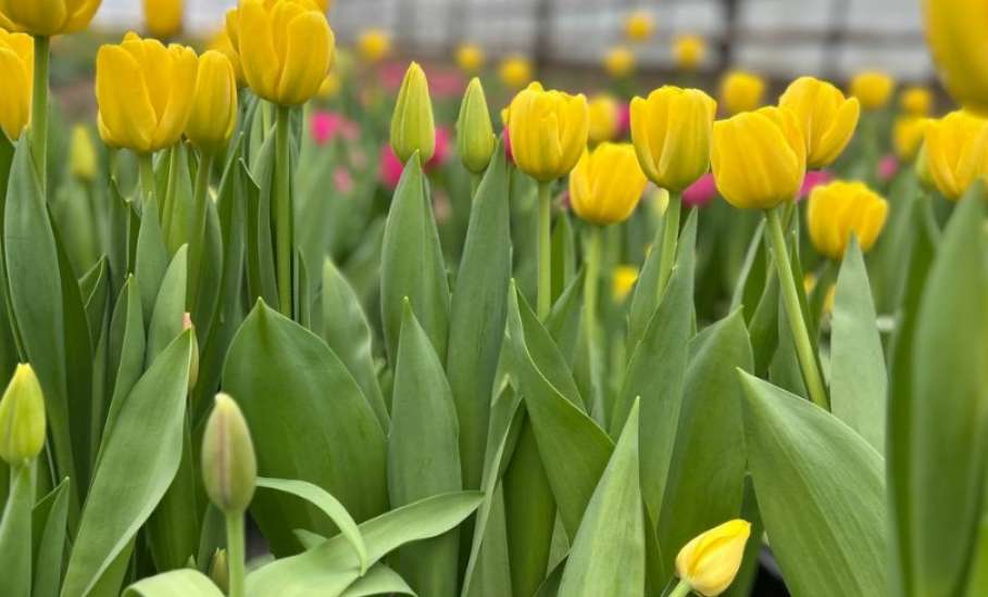 К 8 Марта в липецком &laquo;Зеленхозе&raquo; вырастили новинки &ndash; плюс 6 сортов тюльпанов