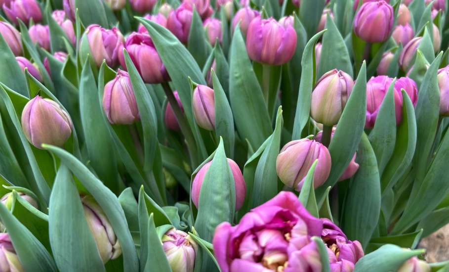 К 8 Марта в липецком &laquo;Зеленхозе&raquo; вырастили новинки &ndash; плюс 6 сортов тюльпанов