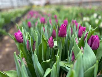 К 8 Марта в липецком &laquo;Зеленхозе&raquo; вырастили новинки &ndash; плюс 6 сортов тюльпанов
