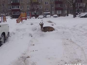 На нескольких улицах Липецка сегодня видели косулю!