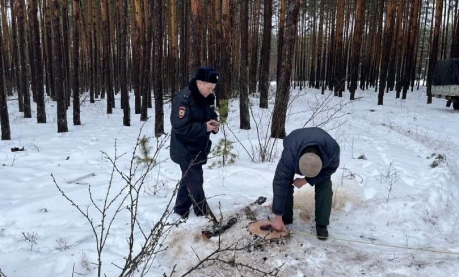 Лесная охрана нашла свежий пень: по следам волочения полицейские вышли к дому браконьера