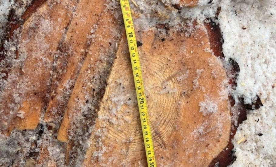 Лесная охрана нашла свежий пень: по следам волочения полицейские вышли к дому браконьера