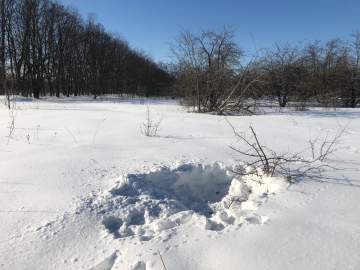 Житель Ельца приобрёл наркотик с использованием сети "Интернет" и получил судимость и значительный штраф!