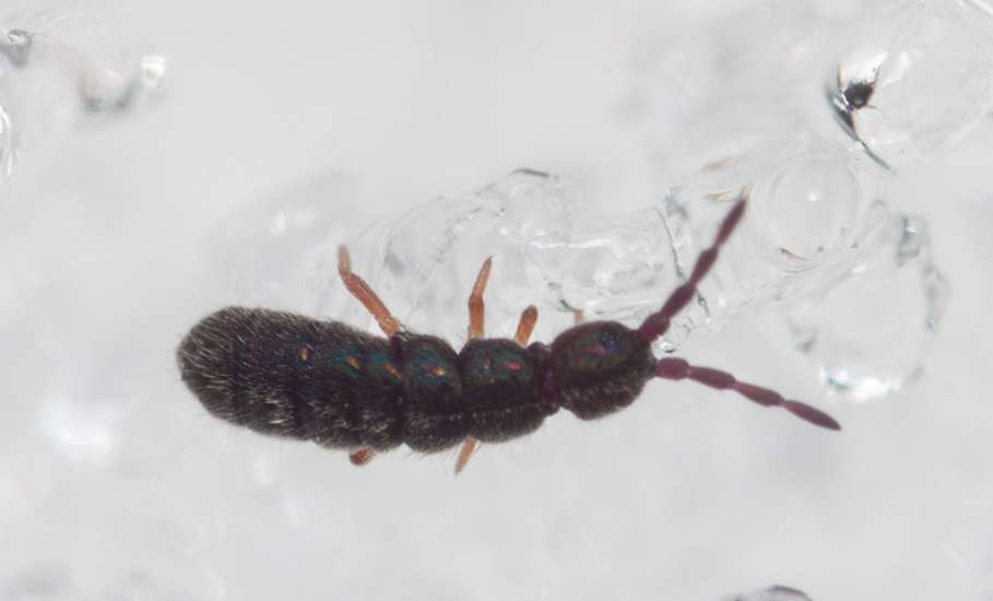 Коллемболы выползли на снег в Задонском округе &ndash; в заповеднике &laquo;Галичья гора&raquo;!