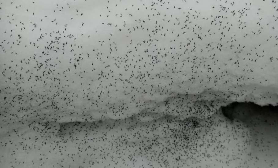 Коллемболы выползли на снег в Задонском округе &ndash; в заповеднике &laquo;Галичья гора&raquo;!