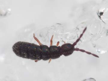 Коллемболы выползли на снег в Задонском округе &ndash; в заповеднике &laquo;Галичья гора&raquo;!