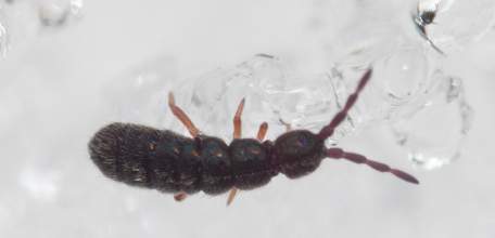 Коллемболы выползли на снег в Задонском округе &ndash; в заповеднике &laquo;Галичья гора&raquo;!