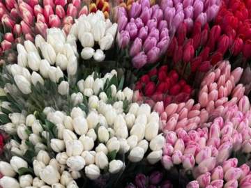 8 марта - Международный женский день! Поздравляем милых дам с праздником!