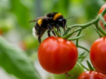 24 тысячи тонн тепличных овощей и салатов собрано в Липецкой области за первые два месяца 2026 года!