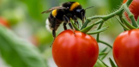 24 тысячи тонн тепличных овощей и салатов собрано в Липецкой области за первые два месяца 2026 года!