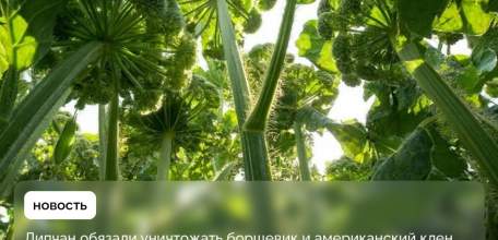 Из-за борщевика и американского клёна жители Липецкой области могут лишиться участка земли!