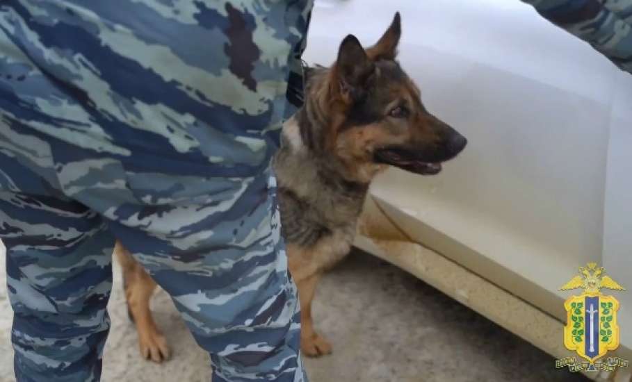 Служебная собака по кличке Сильва обнаружила в автомобиле наркокурьера почти 5 кг синтетических наркотиков!