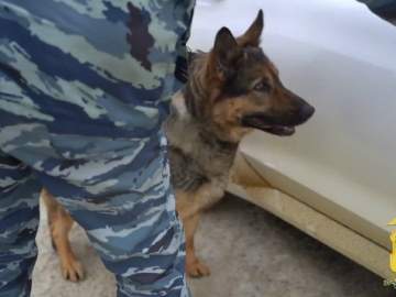 Служебная собака по кличке Сильва обнаружила в автомобиле наркокурьера почти 5 кг синтетических наркотиков!